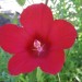 Scarlet Hibiscus